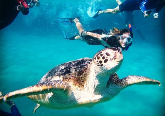 Snorkeling – All trips