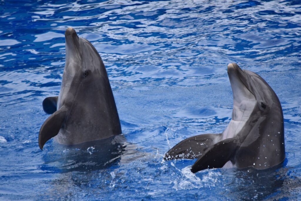 Dolphin House Adventure in Hurghada, Egypt – photo 3