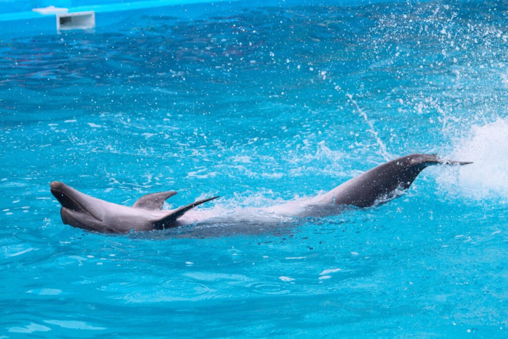 Dolphin House Adventure in Hurghada, Egypt – photo 2