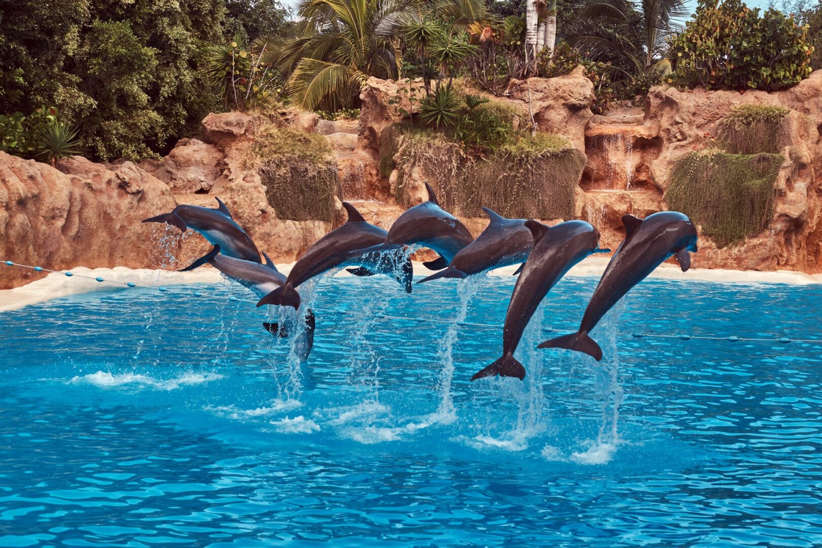Dolphin Show – Hurghada, Egypt