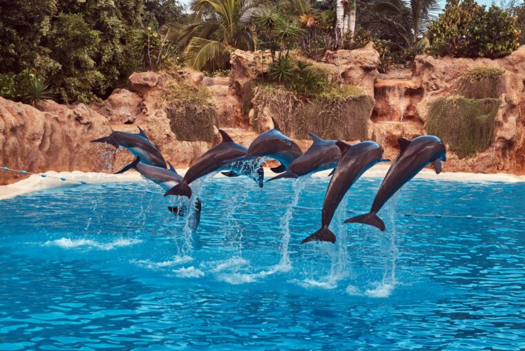 Dolphin Show – Hurghada, Egypt