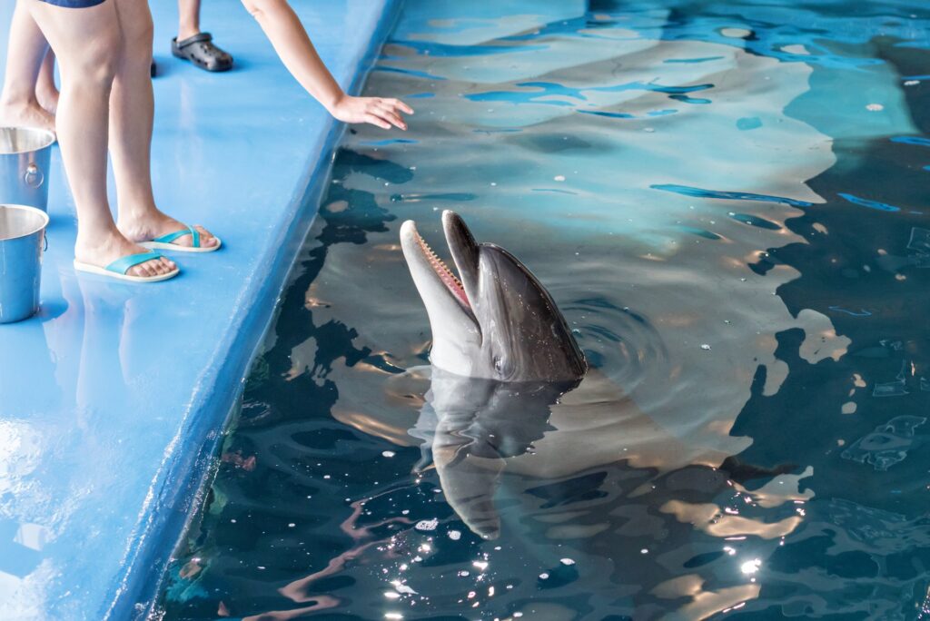Dolphin Show in Hurghada, Egypt – photo 2
