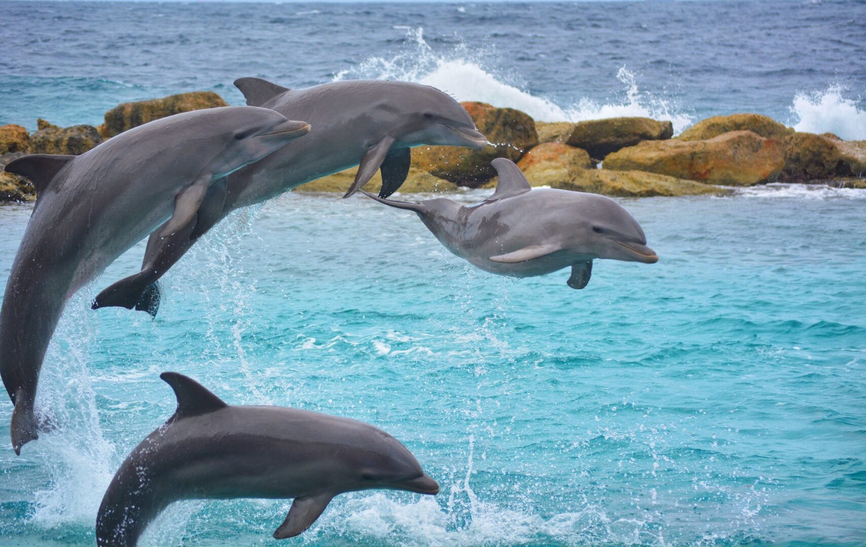 Dolphin House Adventure – Hurghada, Egypt