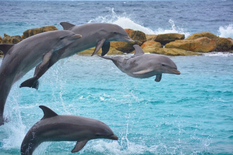 Dolphin House Adventure – Hurghada, Egypt