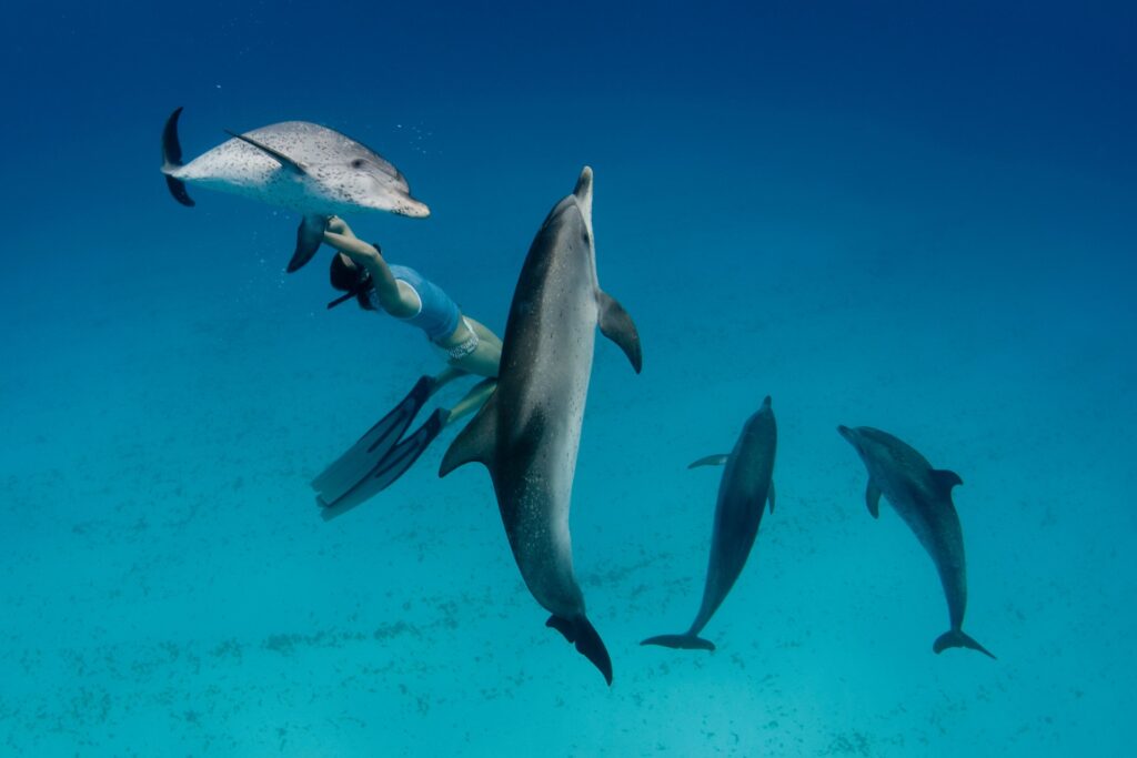 Dolphin Show in Hurghada, Egypt – photo 3