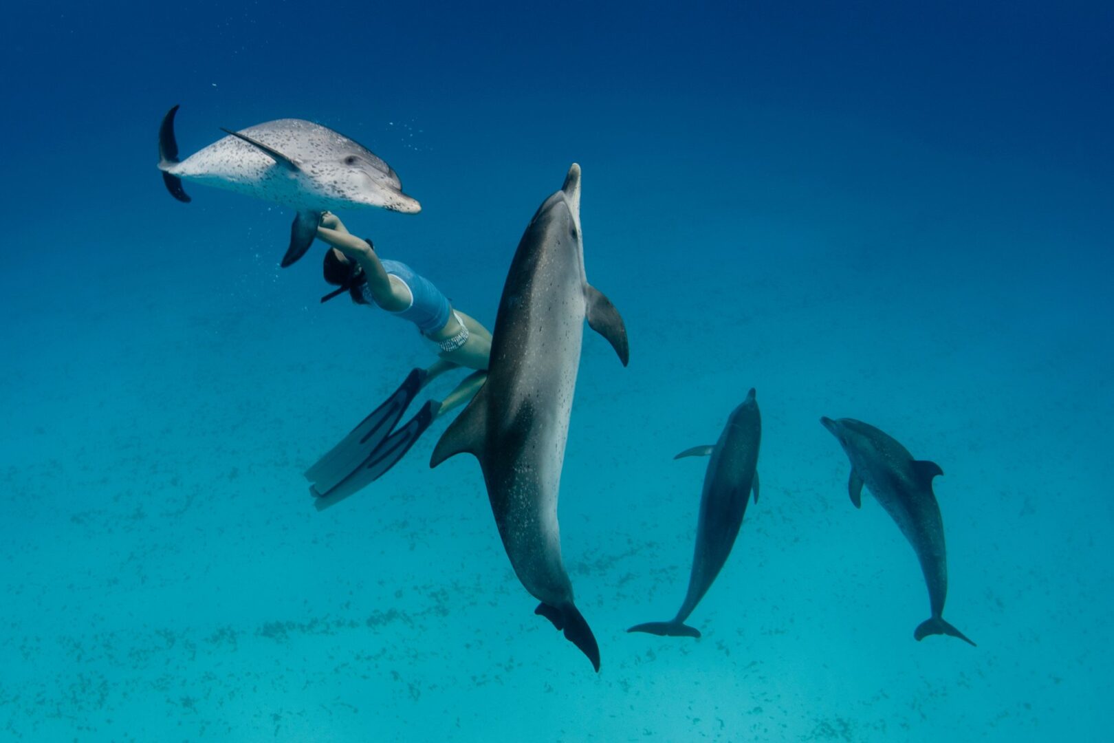 Dolphin Show in Hurghada, Egypt – photo 3