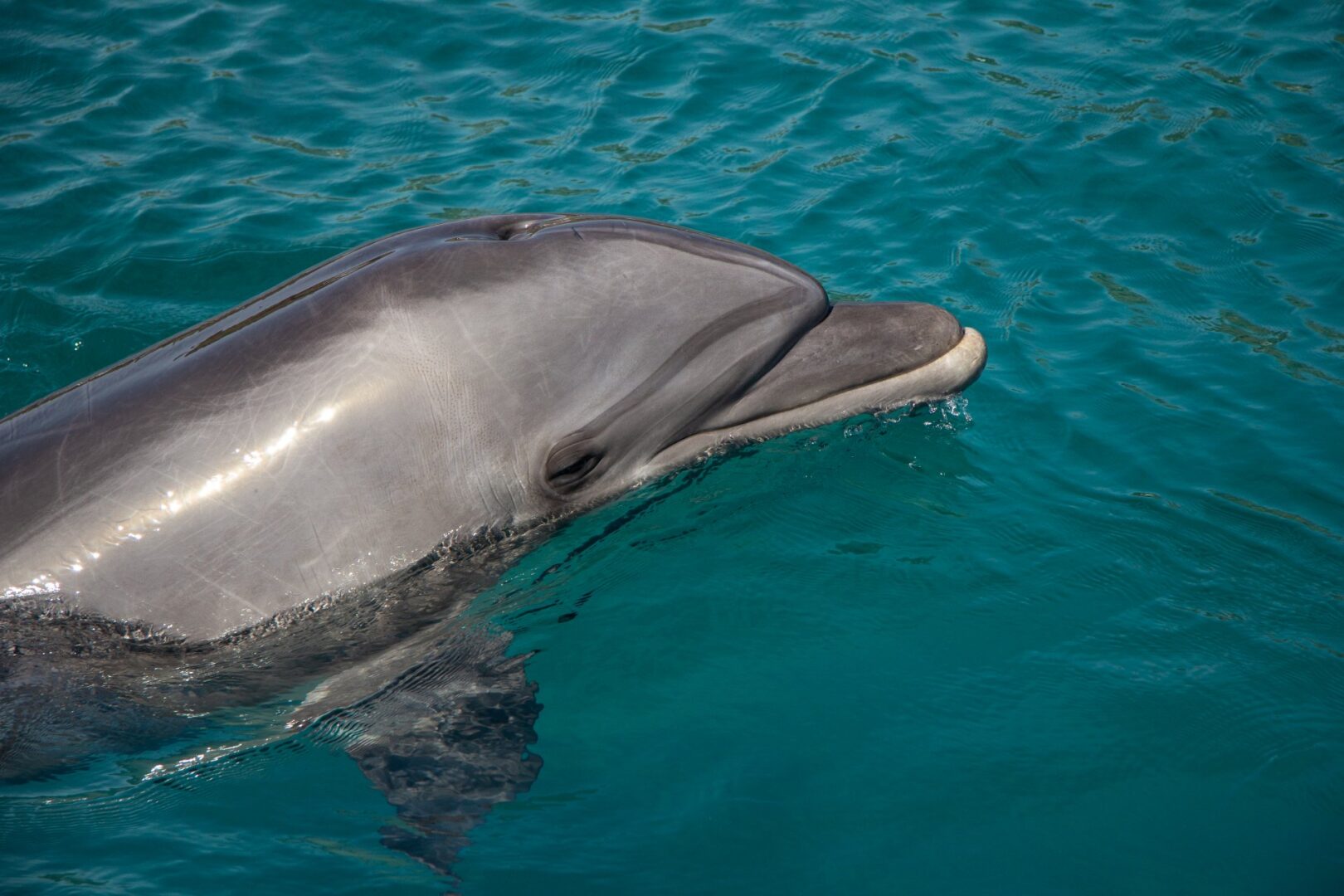 Dolphin Show in Hurghada, Egypt – photo 4